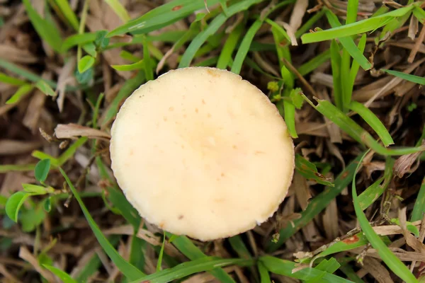 Um cogumelo no parque close-up — Fotografia de Stock