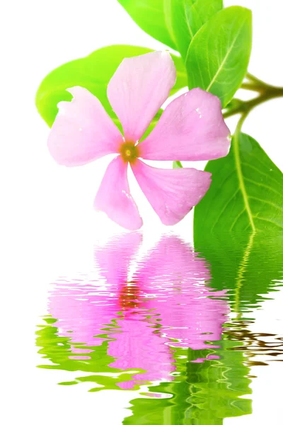 Schöne rosa Blume weißer Hintergrund — Stockfoto
