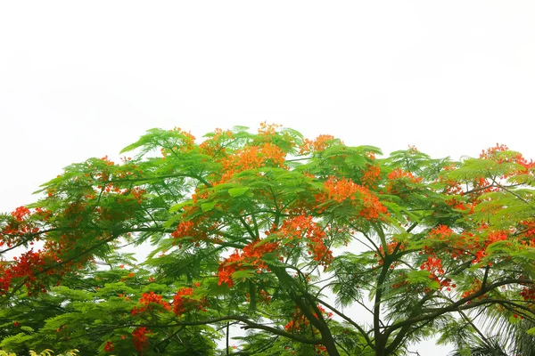 Fiore rosso fioritura — Foto Stock