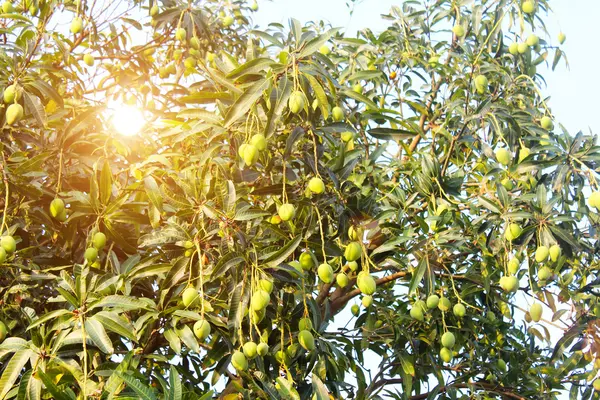 Mango na drzewie — Zdjęcie stockowe