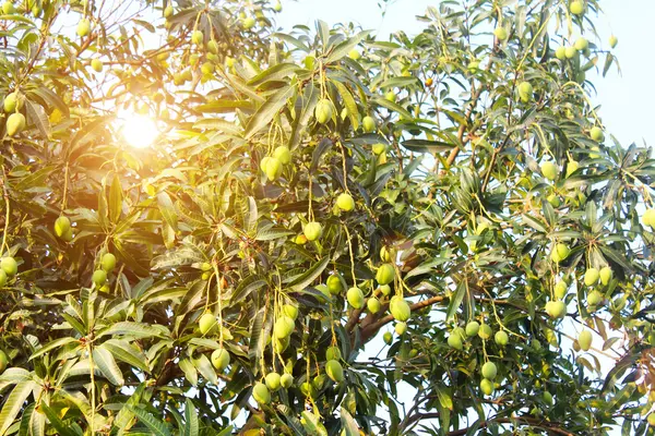 Mango sull'albero — Foto Stock