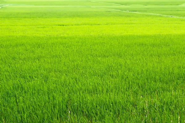 Zielone pola ryżowe — Zdjęcie stockowe