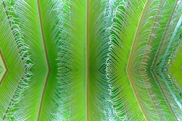 Planta de helecho tropical con nuevas hojas rojas —  Fotos de Stock