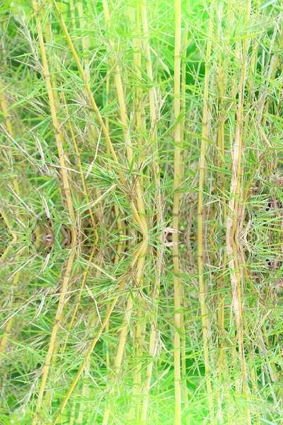 Bambu amarelo em vaso — Fotografia de Stock