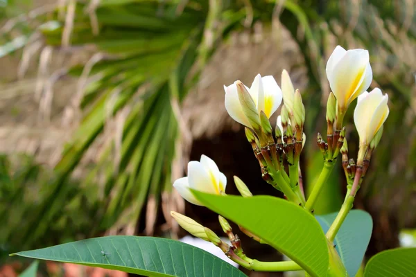 Fleurs blanches dans la cour d'une maison traditionnelle Vietnam — Photo