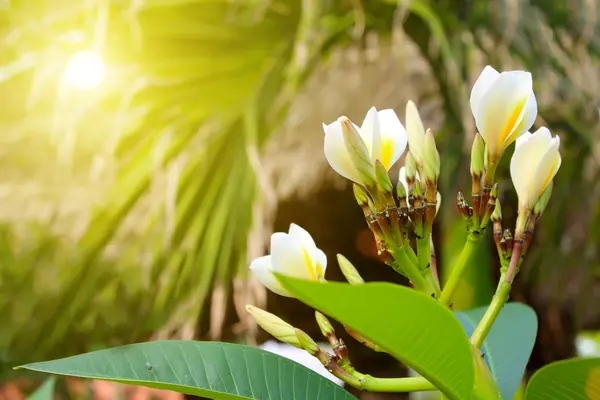 Witte bloemen in de tuin van een traditionele huis van vietnam — Stockfoto