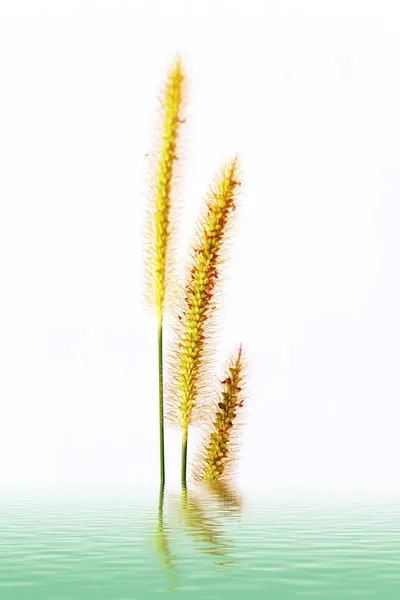 Grass isolated on white background — Stock Photo, Image
