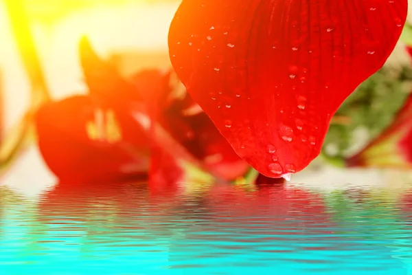 Lírio vermelho bonito — Fotografia de Stock