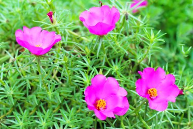 Bahçedeki güzel pembe çiçekler