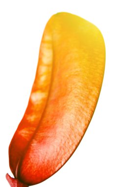 kurutulmuş kırmızı sıcak beyaz izole