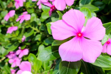 Bahçedeki güzel pembe çiçekler