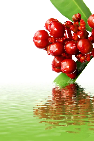 Red wild fruit isolated on white — Stock Photo, Image