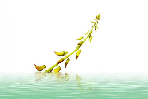 Flori galbene — Fotografie, imagine de stoc
