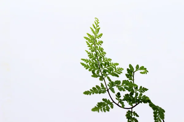 Green leaf isolated on a white background — Stock Photo, Image