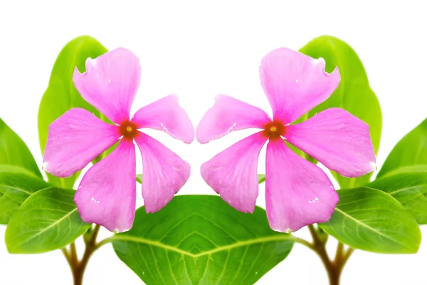Beautiful pink flower white background — Stock Photo, Image