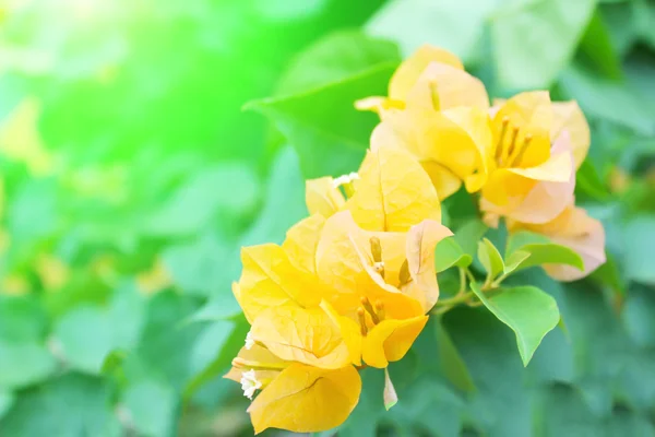 黄色の花のソフトフォーカスクローズアップ — ストック写真