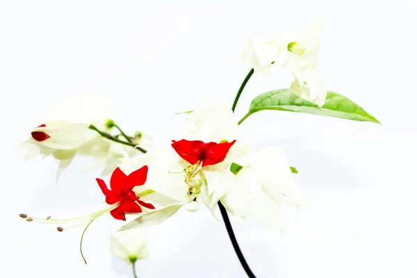 Flores vermelhas isoladas no fundo branco — Fotografia de Stock