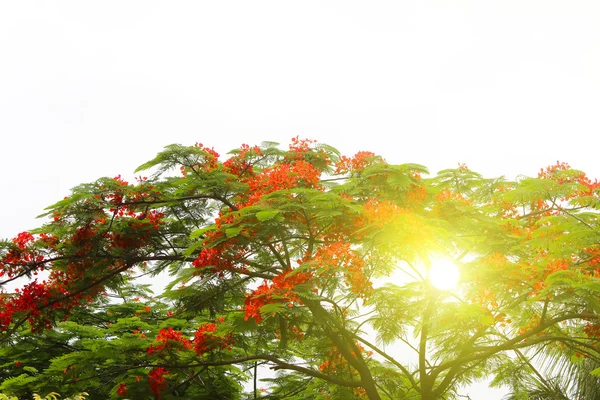 Red flower blooming — Stock Photo, Image