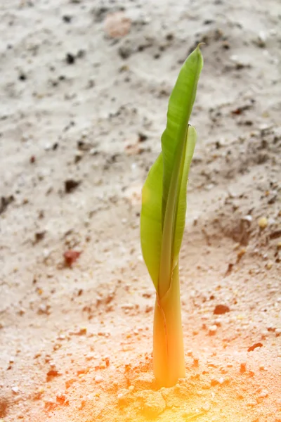 砂で育成した苗 — ストック写真