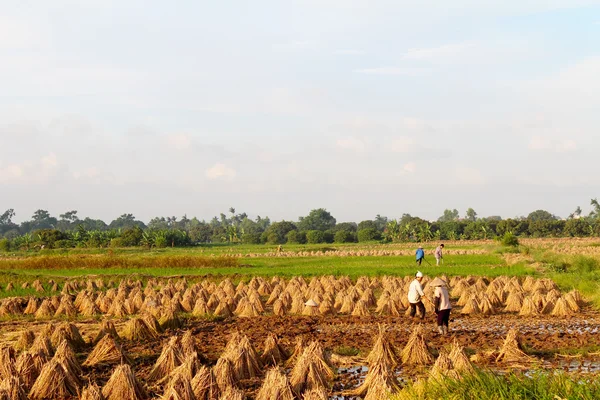 ベトナムの農民が田植えを掘る — ストック写真
