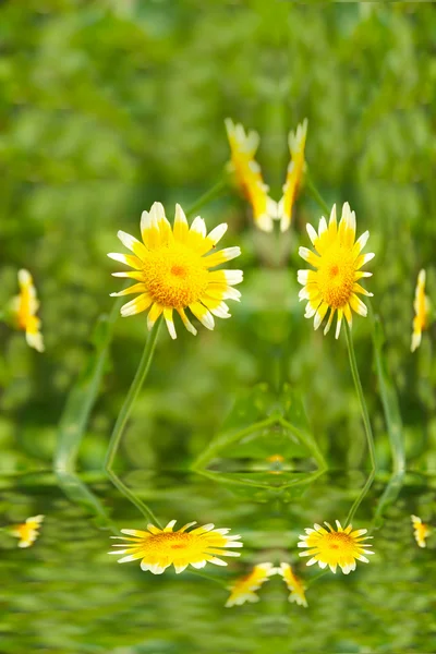 Bellissimo fiore giallo in campo — Foto Stock