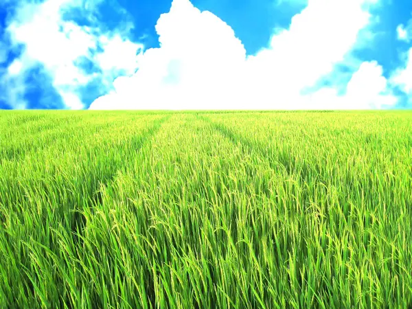 Campo de arroz en el cielo azul — Foto de Stock