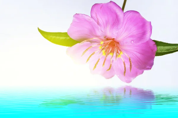 Pink flower — Stock Photo, Image