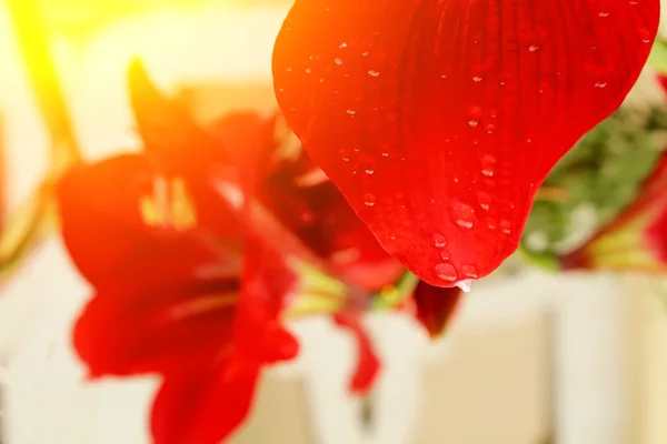 Schöne rote Lilie — Stockfoto