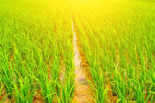 Овочевий рис у полі — стокове фото