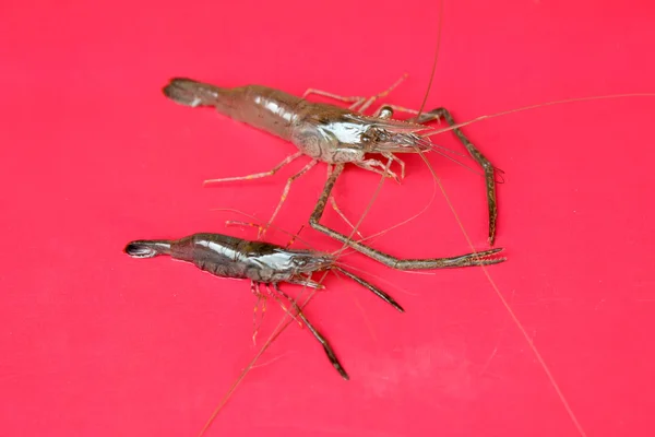 Fresh Shrimp — Stock Photo, Image