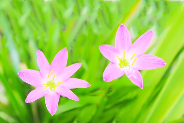Mooie roze bloemen in de tuin — Stockfoto
