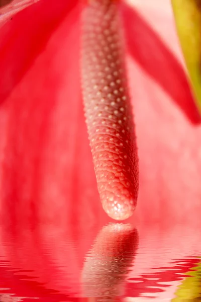 Rote Blume blüht — Stockfoto