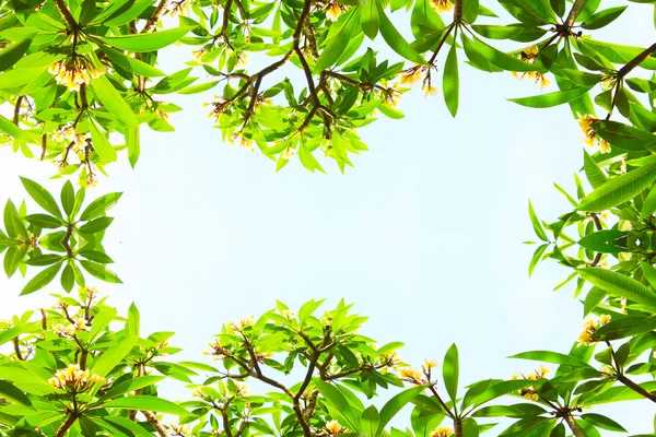 Flowers and leaves on a blue background — Stock Photo, Image