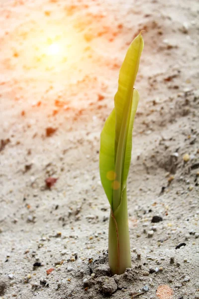 Plántulas cultivadas en arena —  Fotos de Stock