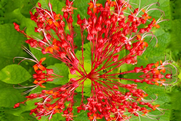 Czerwone kwiaty na zielonym tle — Zdjęcie stockowe