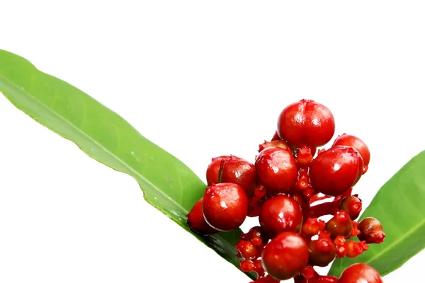 Fruta silvestre roja aislada en blanco —  Fotos de Stock