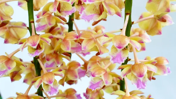 Orchidee geïsoleerd op witte achtergrond — Stockfoto