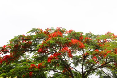 Kırmızı çiçek çiçeklenme