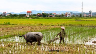 Vietnam çiftçi çalışma alanı su aygırı ile
