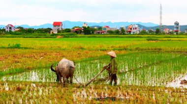 Vietnam çiftçi çalışma alanı su aygırı ile