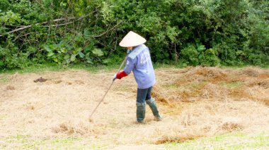 vietnam Çiftçi hasat sonrası saman kurutma