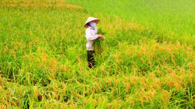 Vietnamlı bir kadın çiftçilerin hasat pirinç