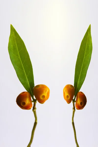 Зеленый лист и фрукты — стоковое фото
