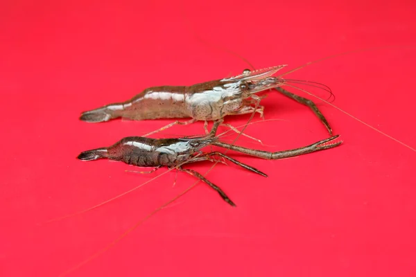 Fresh Shrimp — Stock Photo, Image