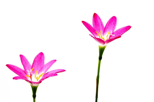 Flower isolated over white background — Stock Photo, Image