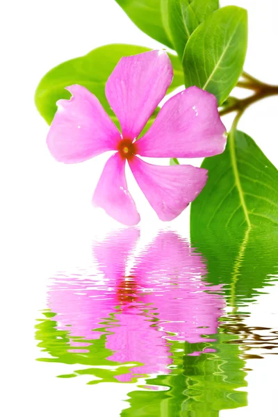 Güzel pembe çiçek beyaz arka plan — Stockfoto