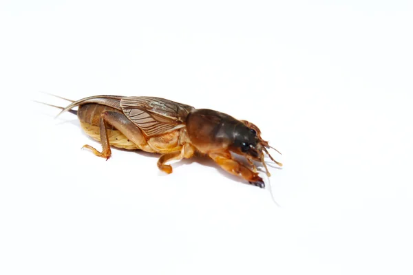 Mole cricket isolado no fundo branco — Fotografia de Stock