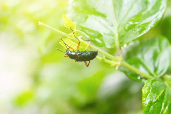 Beetle metallic wood borer Sphenoptera tamarisci beckeri — Stock Photo, Image