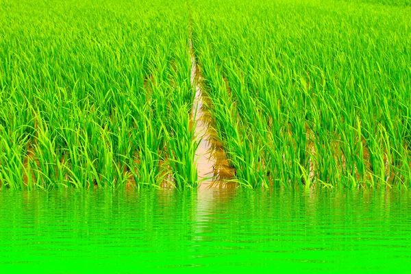 Ρύζι paddy στο χωράφι — Φωτογραφία Αρχείου