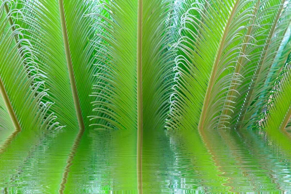 Tropische Farnpflanze mit neuen roten Blättern — Stockfoto